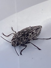 Chalcophora angulicollis