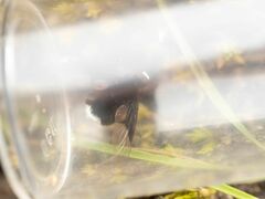 Ogcodocera leucoprocta