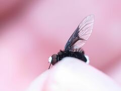 Ogcodocera leucoprocta