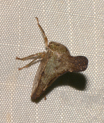 Glossonotus acuminatus