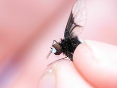 Ogcodocera leucoprocta