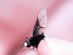 Ogcodocera leucoprocta