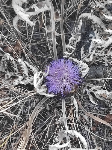 Cynara tournefortii, photograph 6