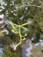Utricularia inflata