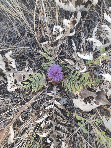 Cynara tournefortii, photograph 5
