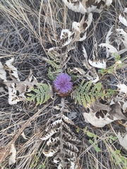 Cynara tournefortii