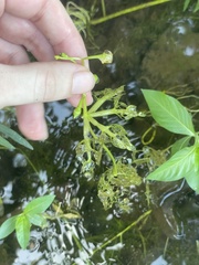 Utricularia inflata
