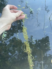 Utricularia inflata