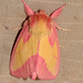 Pink Prominent - Photo (c) Danny, some rights reserved (CC BY-NC), uploaded by Danny