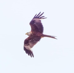 Milvus milvus