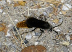 Sphaeropthalma marpesia