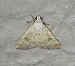 Hemeroplanis historialis