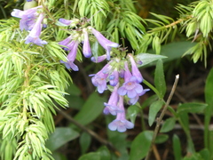 Penstemon virens