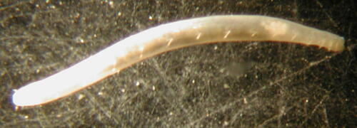 Representative image of Fauveliopsidae