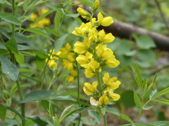 Thermopsis divaricarpa