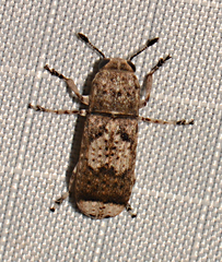 Ozotomerus japonicus