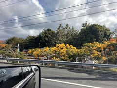 Delonix regia flavida