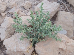 Anabasis setifera