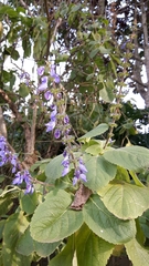 Coleus barbatus grandis