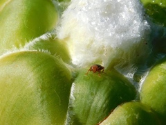 Chirodica