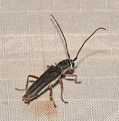 Saperda discoidea