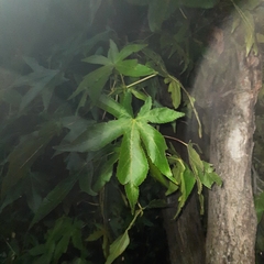Liquidambar orientalis