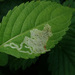 Phytoliriomyza melampyga - Photo (c) Иван Матершев, algunos derechos reservados (CC BY-NC), subido por Иван Матершев