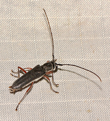 Saperda discoidea