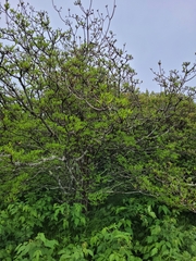 Rhododendron pilosum