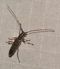 Saperda discoidea