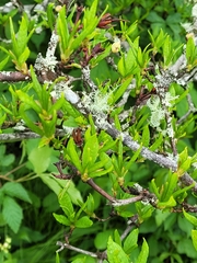 Rhododendron pilosum