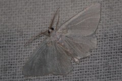 Lomographa vestaliata