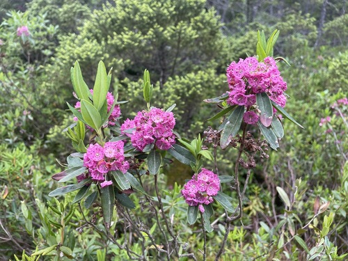sheep laurel (Kalmia angustifolia)