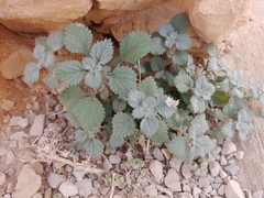 Forsskaolea tenacissima