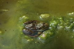 Lithobates montezumae