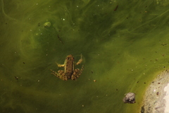 Lithobates montezumae