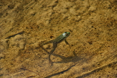 Lithobates montezumae