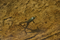 Lithobates montezumae