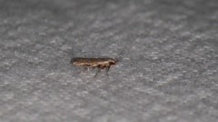 Battaristis vittella