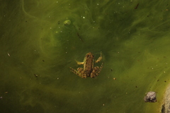 Lithobates montezumae