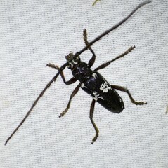 Enaphalodes taeniatus