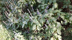 Coleus barbatus grandis