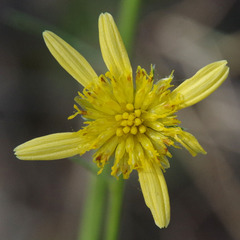 Glossocardia bidens