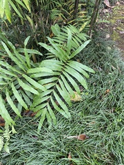 Serpocaulon triseriale