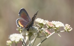 Euphilotes heracleoides