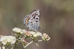 Euphilotes heracleoides