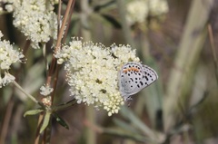 Euphilotes heracleoides