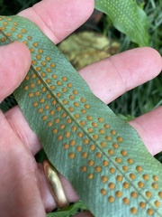 Serpocaulon triseriale