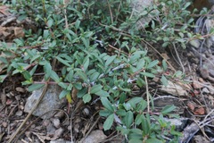 Ceanothus pumilus