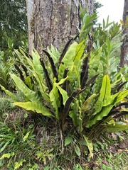 Elaphoglossum latifolium